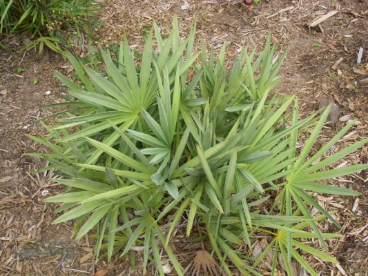 Saw Palmetto